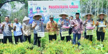 Target Swasembada Pangan Nasional, Biro SDM Polda Sulsel Panen Cabai Di Lahan Binaan Polsek Moncongloe, Maros
