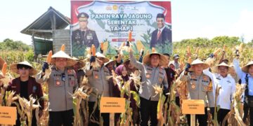 Target Swasembada Pangan, 380 Ton Jagung di Panen Polda Sulsel