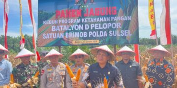 Panen Jagung Dukung Ketahanan Pangan, Batalyon D Pelopor Bersama Pemkab Luwu Utara