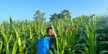 Personel Batalyon D Pelopor Rawat Tanaman Jagung, Dukung Ketahanan Pangan Nasional