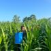 Personel Batalyon D Pelopor Rawat Tanaman Jagung, Dukung Ketahanan Pangan Nasional