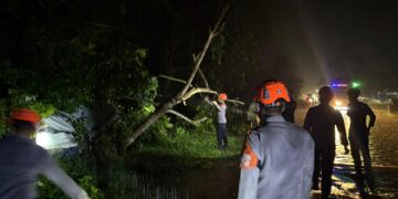 Tim SAR Personel Batalyon D Pelopor Sigap Evakuasi Pohon Tumbang di Jalur Poros Palopo–Masamba