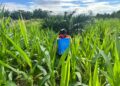 DUKUNG PROGRAM KETAHANAN PANGAN POLRI, PERSONEL BATALYON D PELOPOR LAKUKAN PEMELIHARAAN LAHAN MELALUI PENYEMPROTAN GULMA