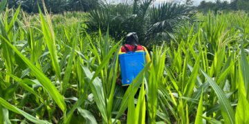 DUKUNG PROGRAM KETAHANAN PANGAN POLRI, PERSONEL BATALYON D PELOPOR LAKUKAN PEMELIHARAAN LAHAN MELALUI PENYEMPROTAN GULMA