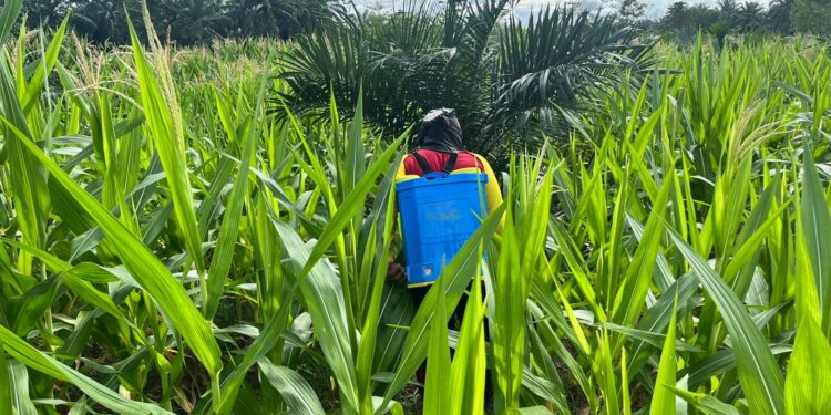 DUKUNG PROGRAM KETAHANAN PANGAN POLRI, PERSONEL BATALYON D PELOPOR LAKUKAN PEMELIHARAAN LAHAN MELALUI PENYEMPROTAN GULMA