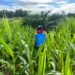DUKUNG PROGRAM KETAHANAN PANGAN POLRI, PERSONEL BATALYON D PELOPOR LAKUKAN PEMELIHARAAN LAHAN MELALUI PENYEMPROTAN GULMA