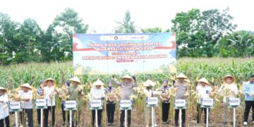 Kapolda Sulsel Panen Jagung di Pangkep, 3 Ha Lahan Capai Produksi 18 Ton Jagung