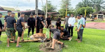 Dari Mako hingga Wilayah Pengungsian, 21 Sapi Qurban Brimob Dibagikan ke Warga