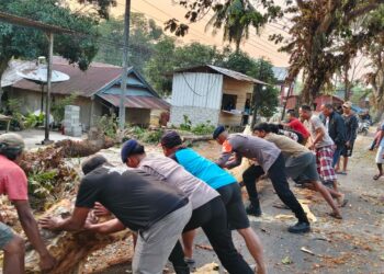 BRIMOB EVAKUASI POHON TUMBANG DAN ATUR LALU LINTAS DI JALAN POROS PALOPO–MASAMBA