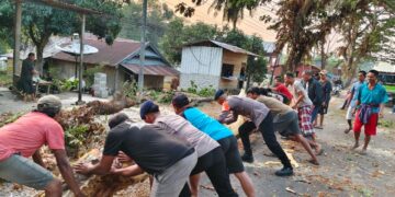BRIMOB EVAKUASI POHON TUMBANG DAN ATUR LALU LINTAS DI JALAN POROS PALOPO–MASAMBA