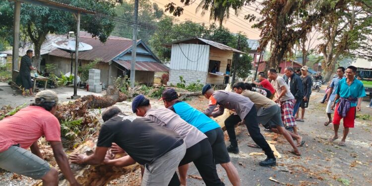BRIMOB EVAKUASI POHON TUMBANG DAN ATUR LALU LINTAS DI JALAN POROS PALOPO–MASAMBA